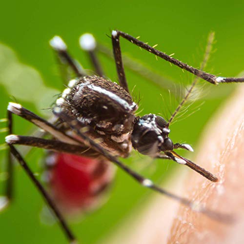 Insecticida persistente para exteriores. Eficaz contra mosquitos y mosquito tigre, ideal para balcones, terrazas y jardines.