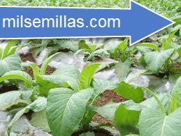 Semillas de tabaco Virginia rubio 500 semillas Nicotiana tabacum-