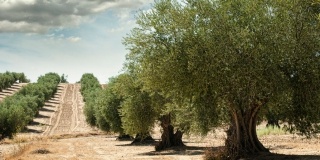 Temor ante el avance de la plaga que mata al olivo