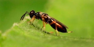 Productos Fitosanitarios, control de la mosca del olivo